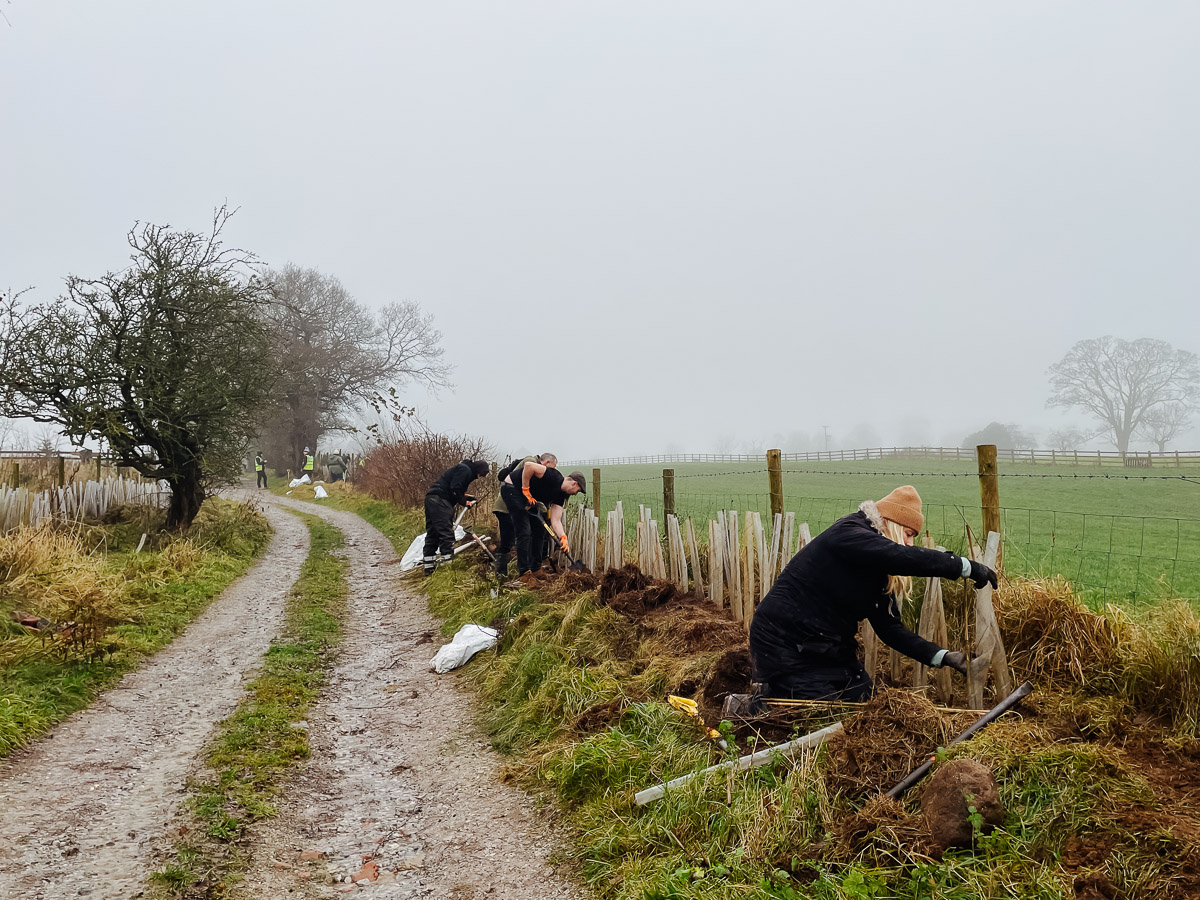 Universal Live Team Plant a Hedgerow