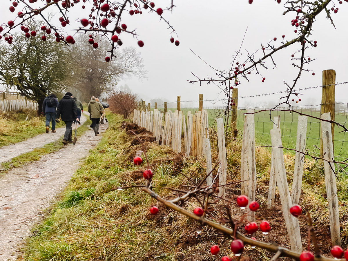 Newly planted hedgerow